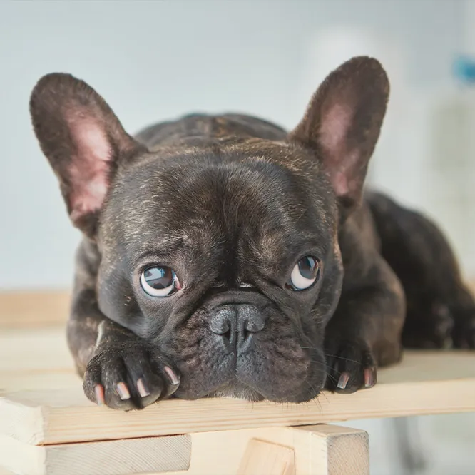 Французский бульдог - мелкие породы собак для квартиры